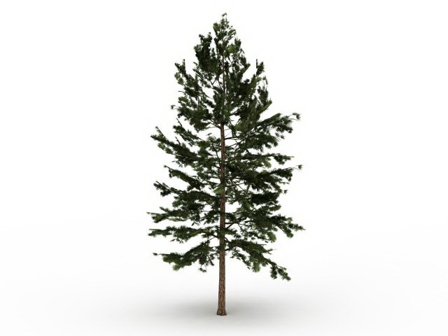 Eastern white pine tree 3d rendering