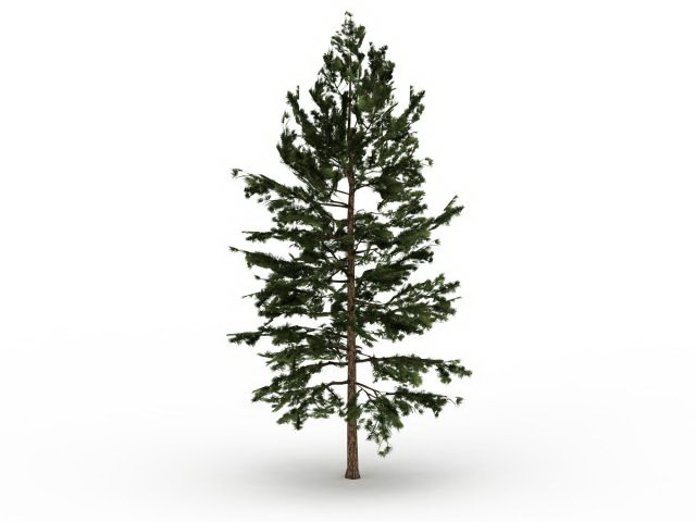 Eastern white pine tree 3d rendering