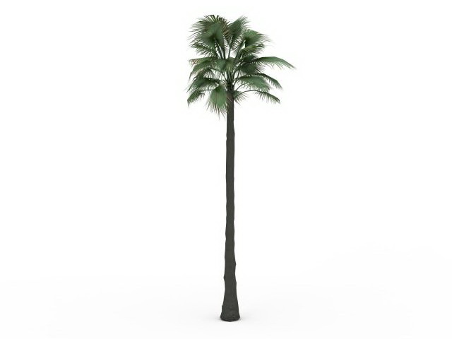Petticoat palm tree 3d rendering