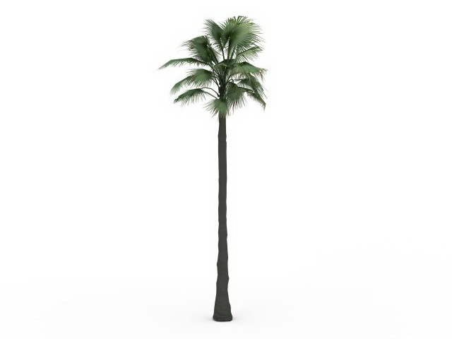 Petticoat palm tree 3d rendering