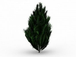 Pinus patula tree 3d model preview