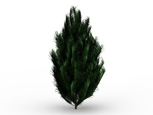 Pinus patula tree 3d rendering
