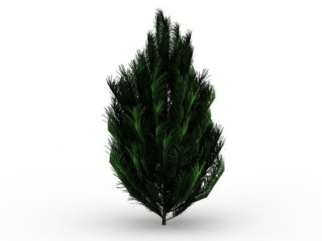 Pinus patula tree 3d rendering