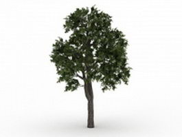 Norway maple tree 3d model preview