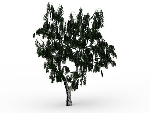 Russian birch 3d rendering