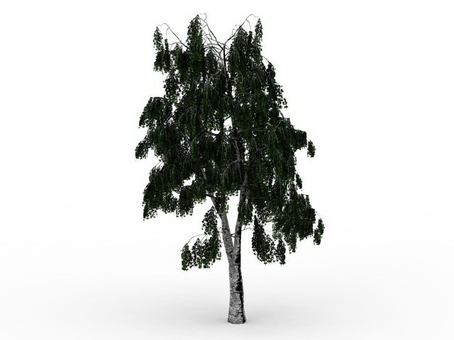 Russian birch 3d rendering