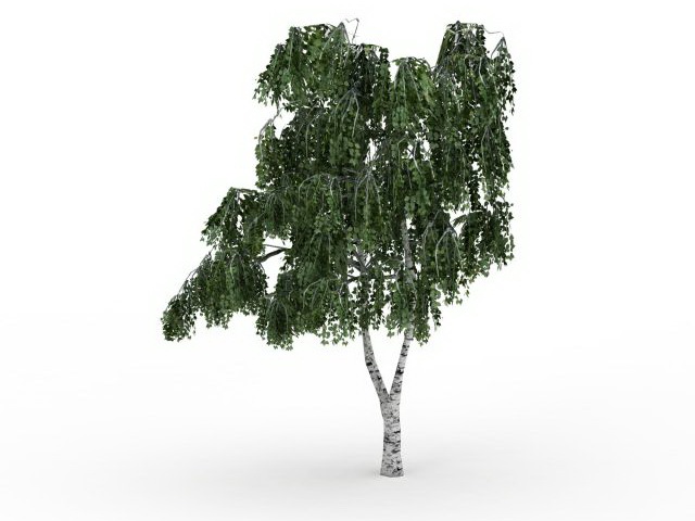 Betula tree 3d rendering