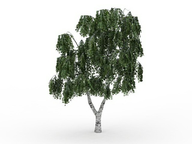 Betula tree 3d rendering