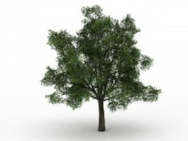 Pedunculate oak tree 3d model preview