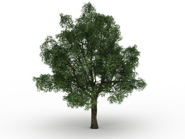 Pedunculate oak tree 3d rendering