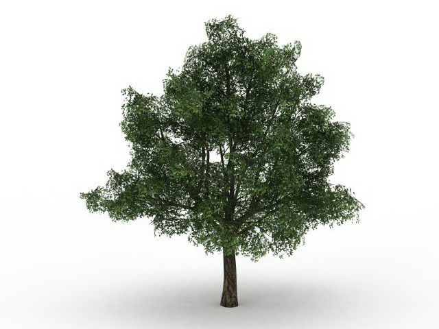 Pedunculate oak tree 3d rendering