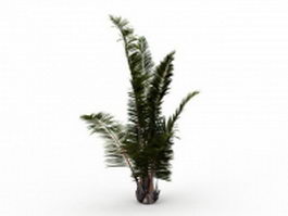 Ornamental palm tree 3d model preview