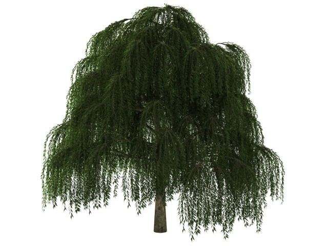 Willow tree in summer 3d rendering