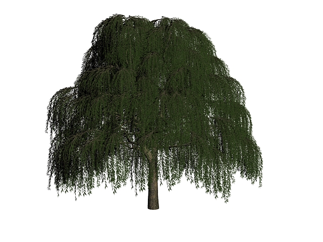 Willow tree in summer 3d rendering