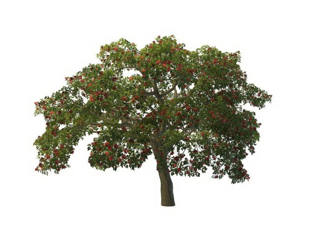 Summer flowering tree 3d rendering