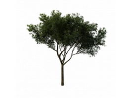 Peachleaf willow tree 3d model preview