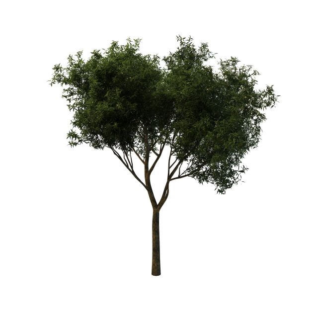 Peachleaf willow tree 3d rendering