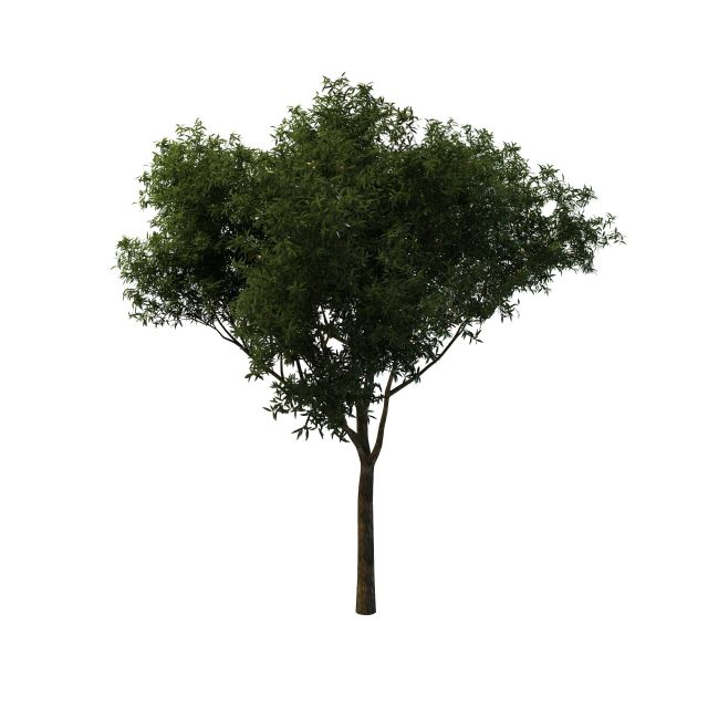 Peachleaf willow tree 3d rendering