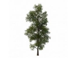 Nepal maple tree 3d model preview