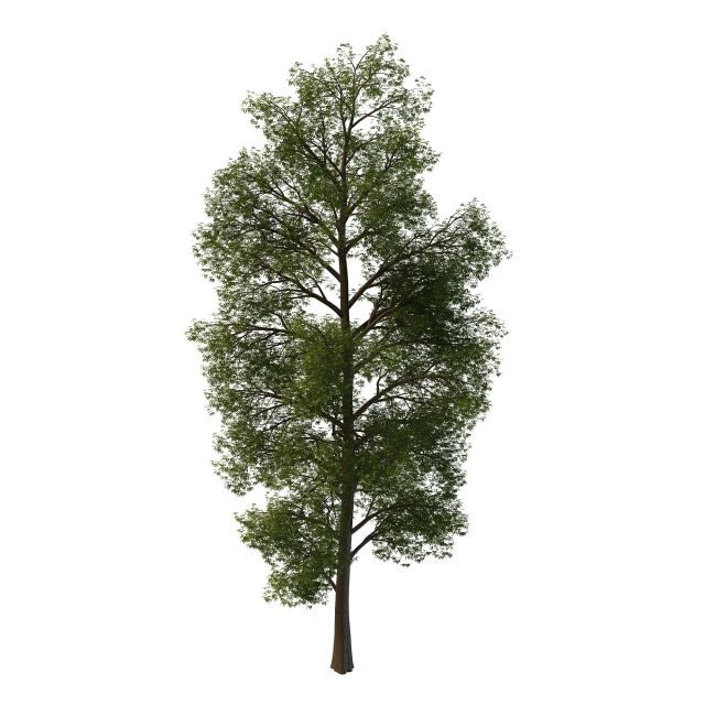 Nepal maple tree 3d rendering