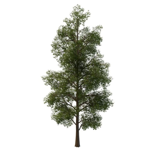 Nepal maple tree 3d rendering