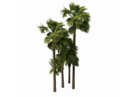 Palmyra fan palms 3d model preview