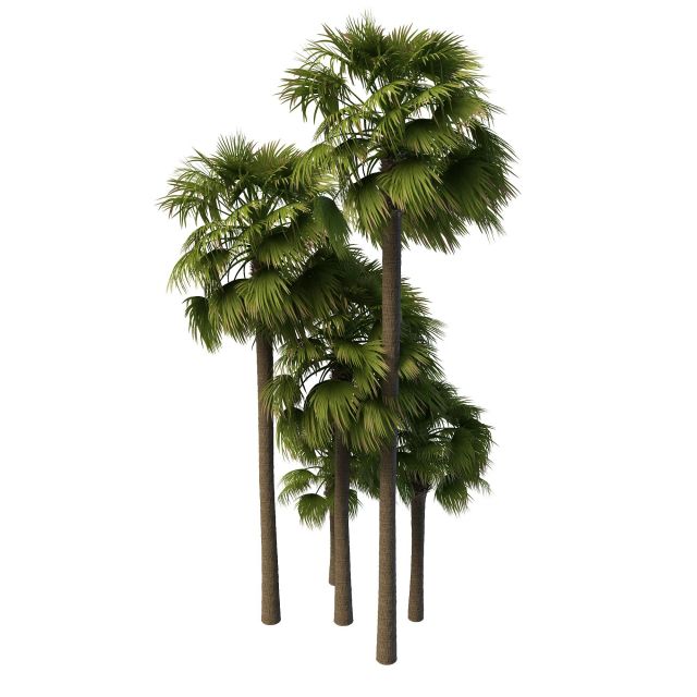 Palmyra fan palms 3d rendering