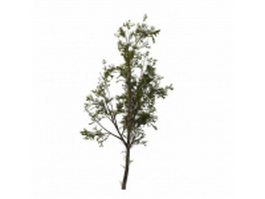 Cottonwood tree 3d model preview