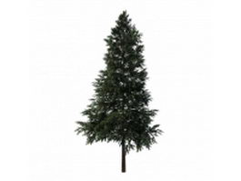 Black spruce tree 3d model preview