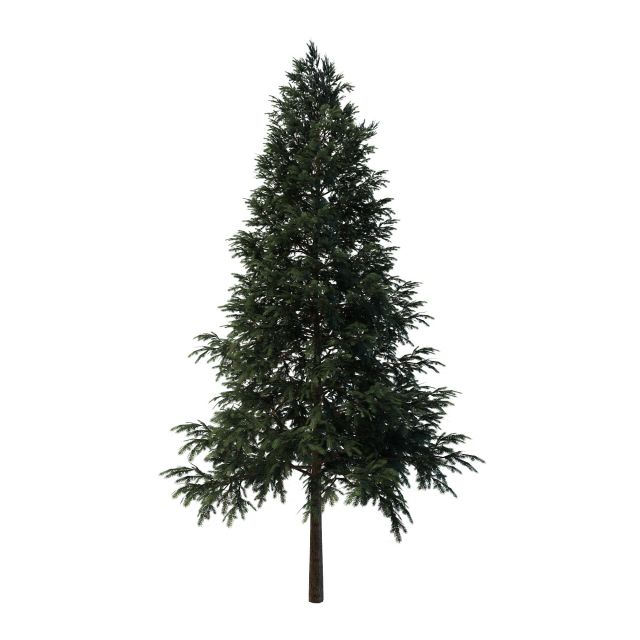 Black spruce tree 3d rendering