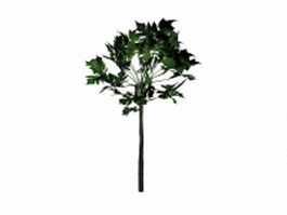 Carica papaya tree 3d model preview