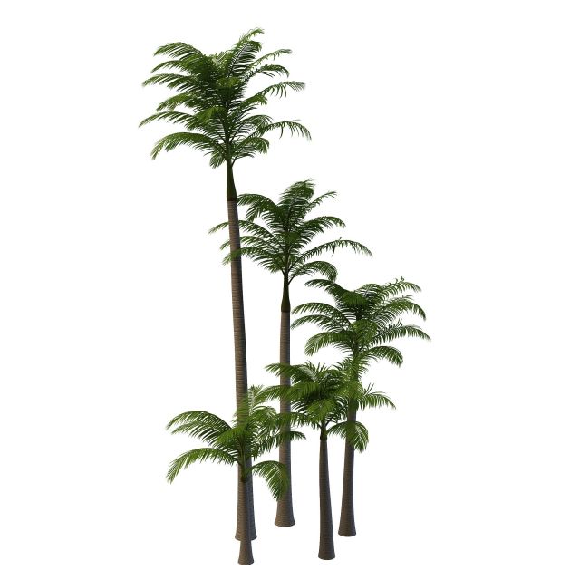 Alexander palm trees 3d rendering