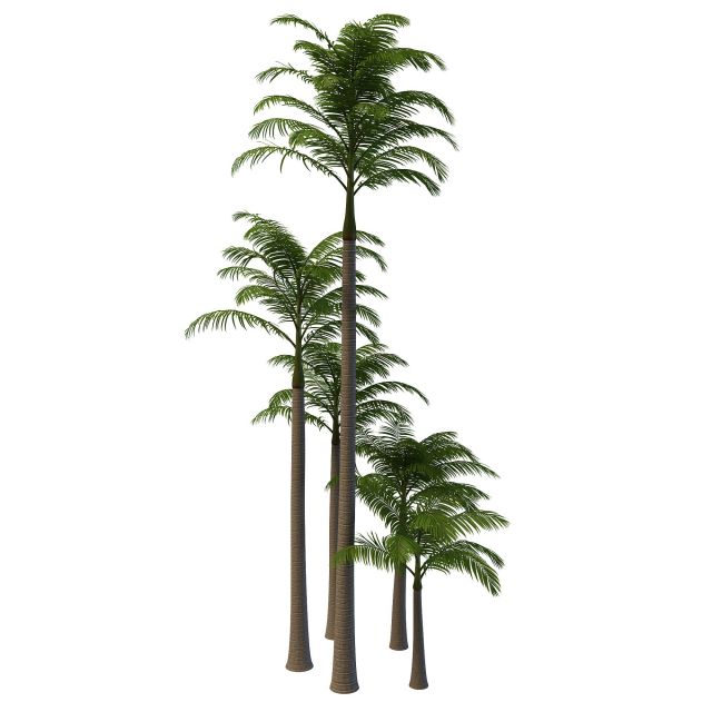 Alexander palm trees 3d rendering