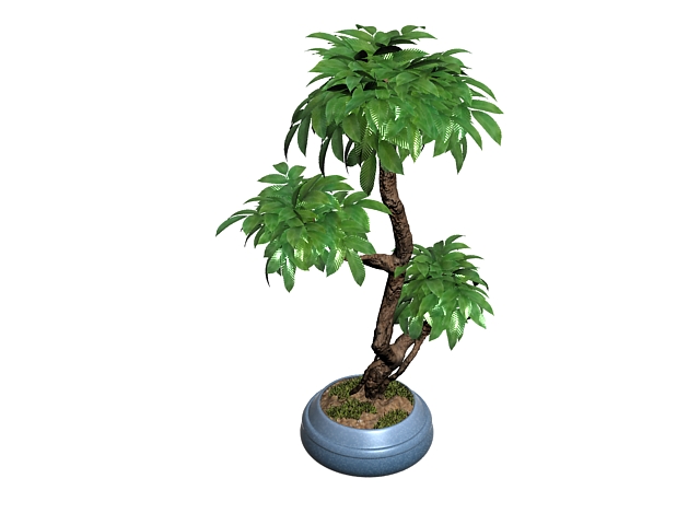 Indoor bonsai tree 3d rendering