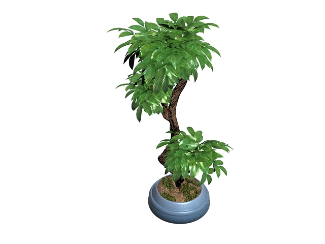 Indoor bonsai tree 3d rendering
