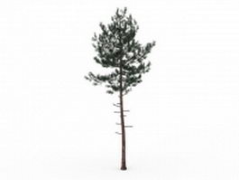 Small pine tree for landscaping 3d model preview