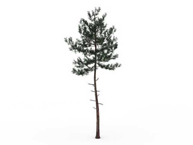 Small pine tree for landscaping 3d rendering