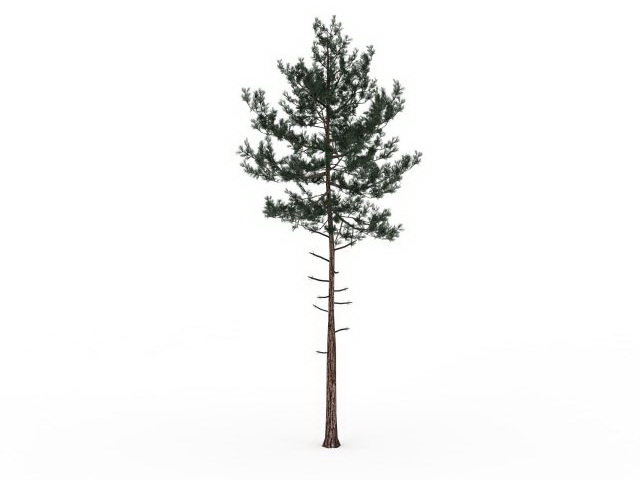 Small pine tree for landscaping 3d rendering