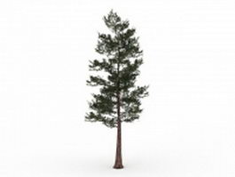 Southern pine tree 3d model preview