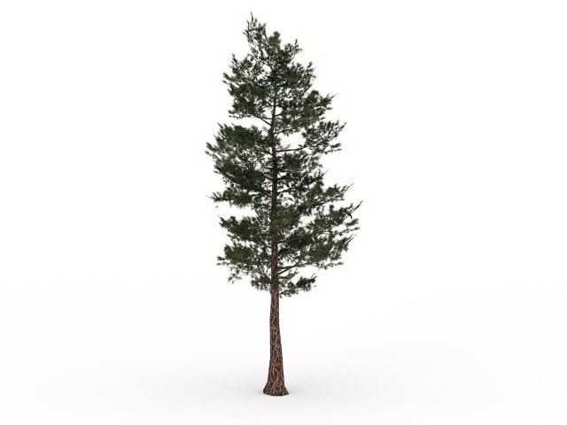 Southern pine tree 3d rendering