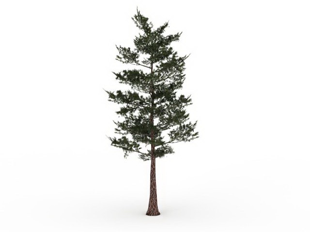Southern pine tree 3d rendering