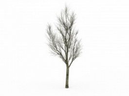 Winter ash tree 3d model preview