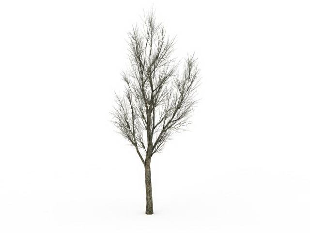 Winter ash tree 3d rendering