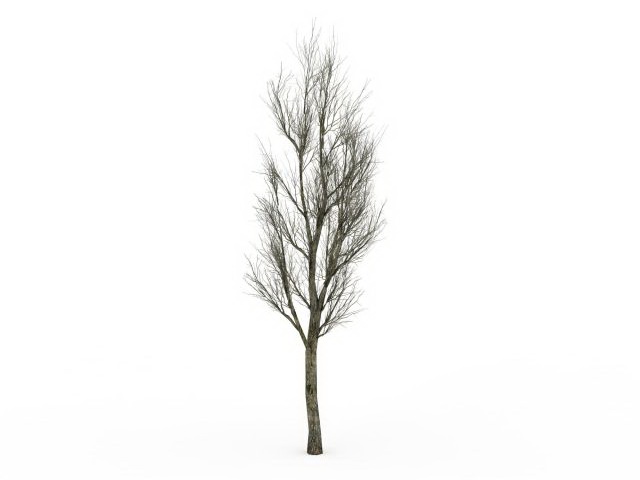 Winter ash tree 3d rendering