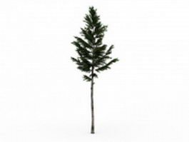 White spruce tree 3d model preview