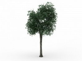 Small lime tree 3d model preview