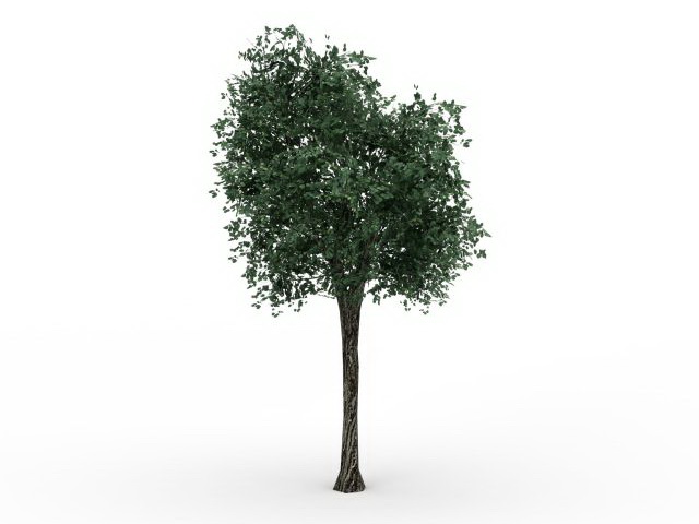 Small lime tree 3d rendering