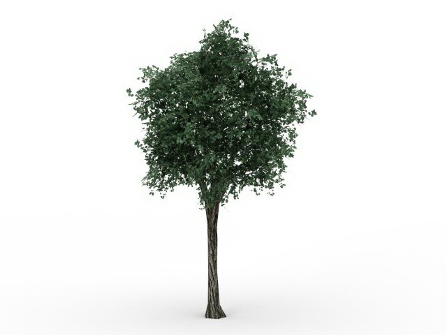 Small lime tree 3d rendering