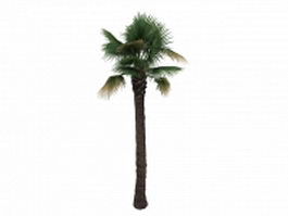 Desert fan palm 3d model preview