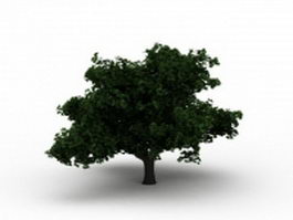 Summer tree 3d model preview